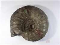 藏品(菊石化石)的圖片